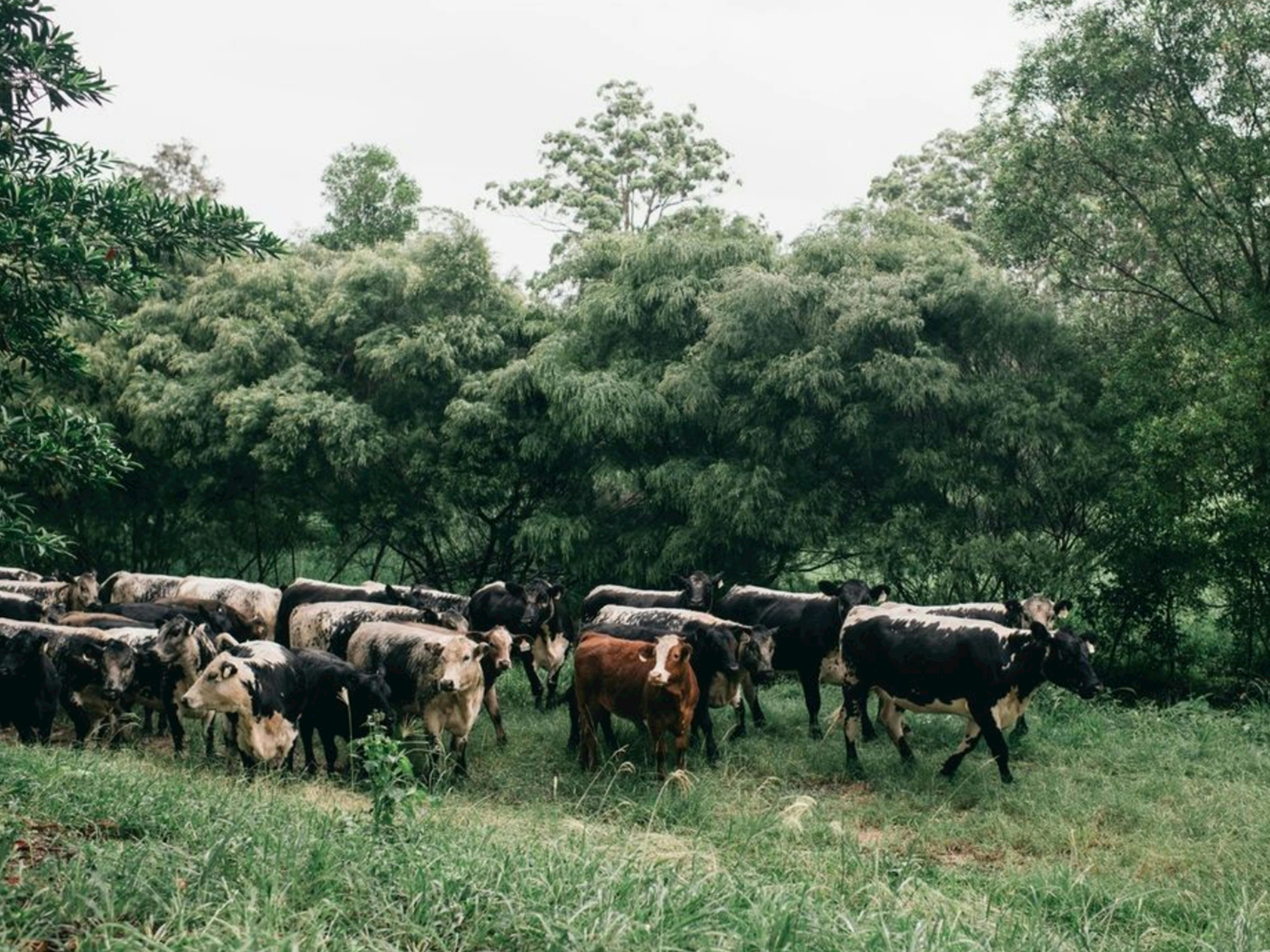 Bellingdale Farm Accommodation