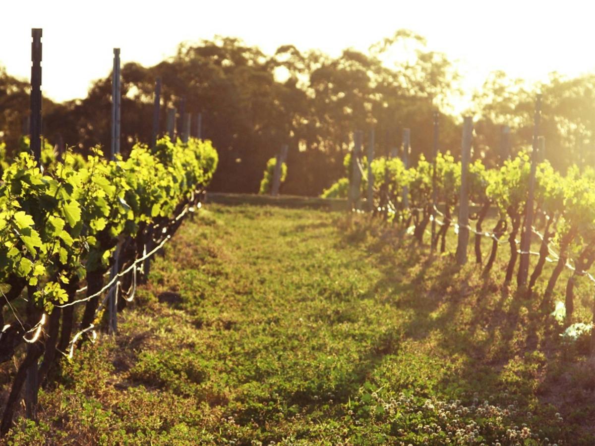 Vineyard image
