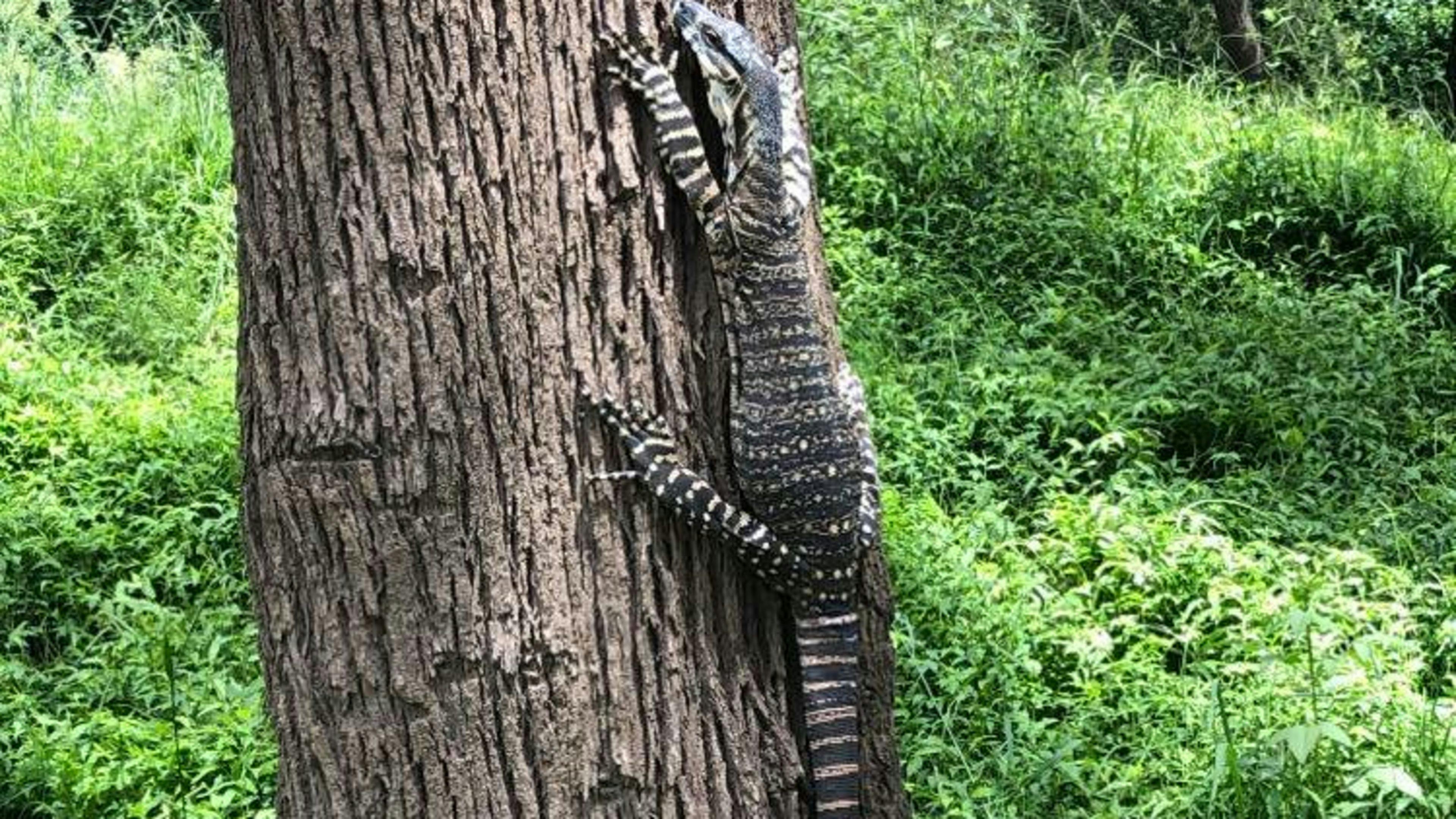 Bielany Campground @ Colo River