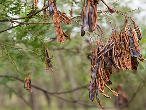 Seed pods at Blue Gums campground, Yengo National Park. Photo: John Spencer/DPIE
