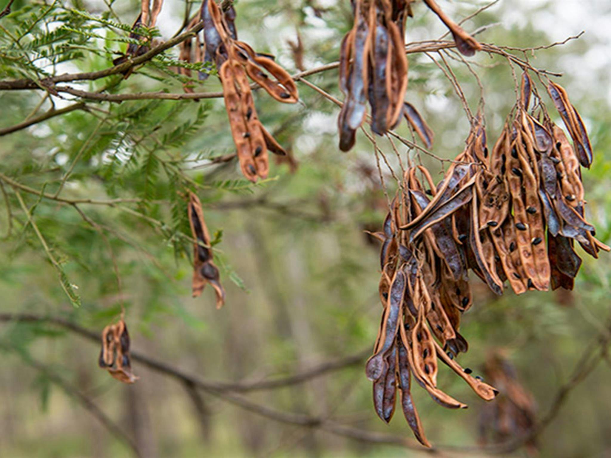 Seed pods at Blue Gums campground, Yengo National Park. Photo: John Spencer/DPIE
