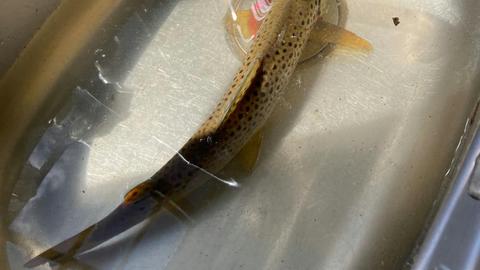 Bigyard Hipcamp where ...