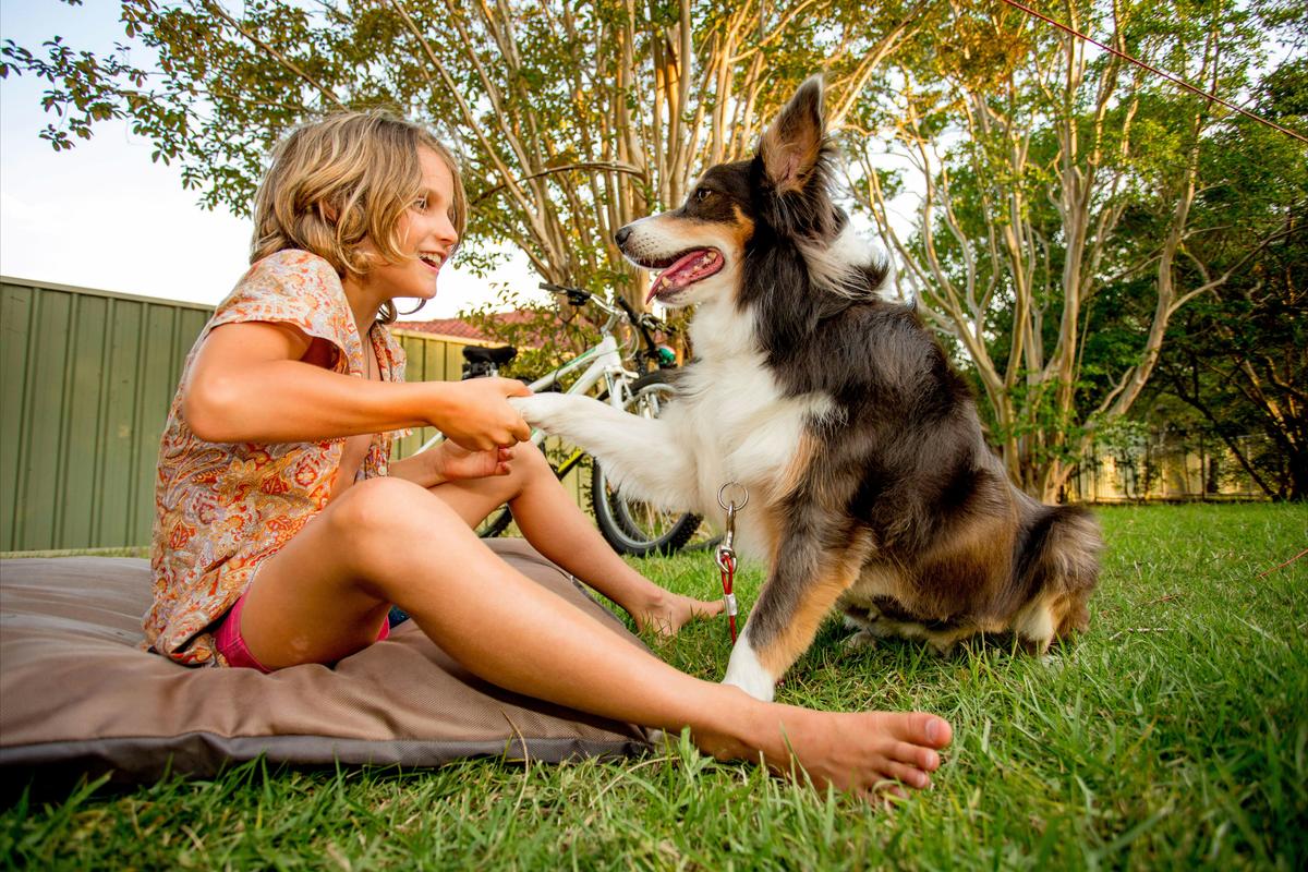 Pet Friendly