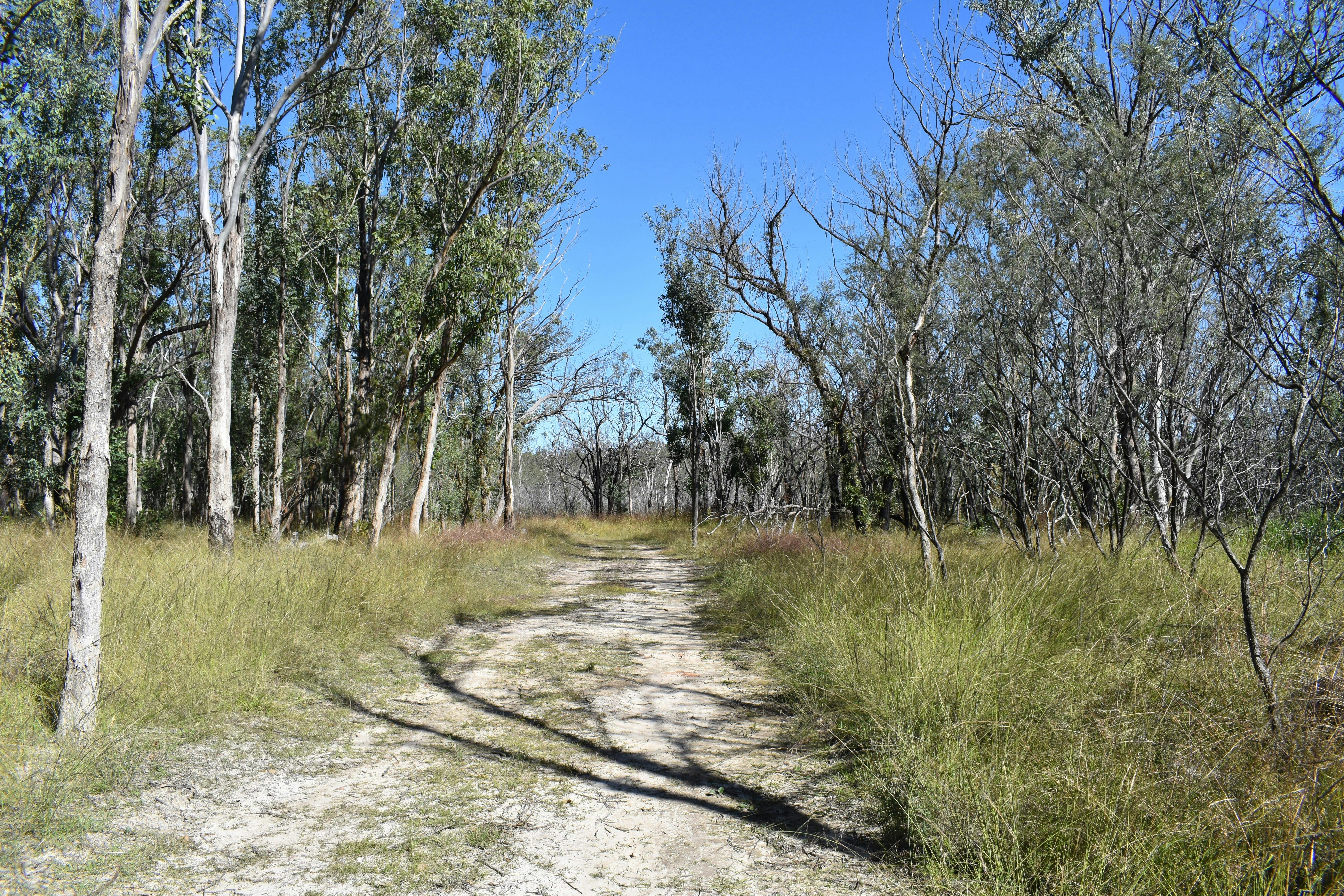 Currys Gap State Conservation Area