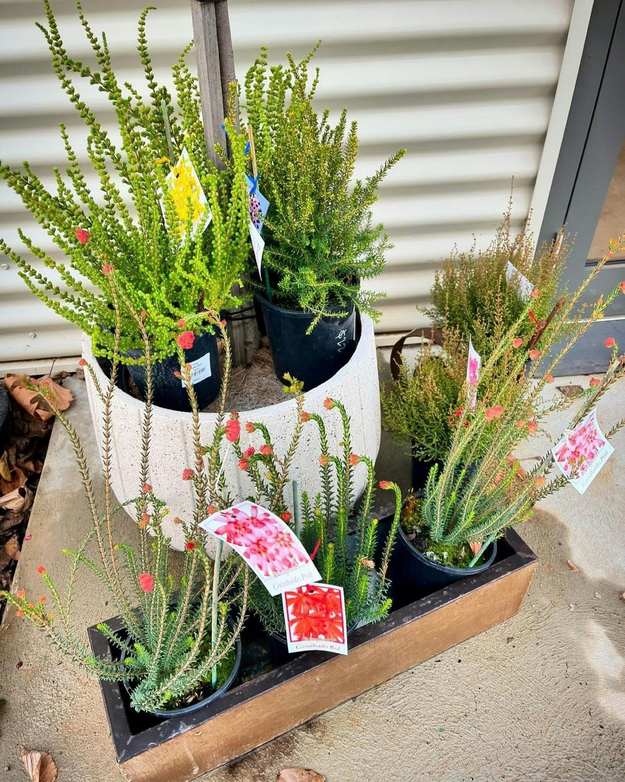 Crookwell Nursery