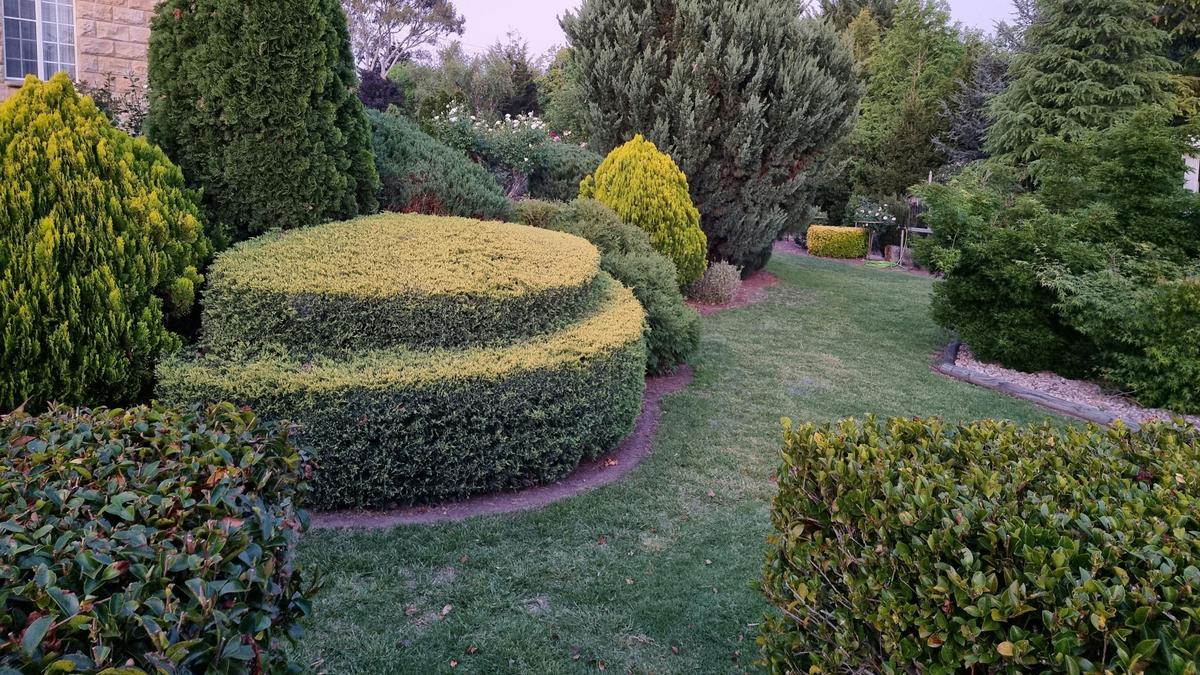 Behind the Hedge