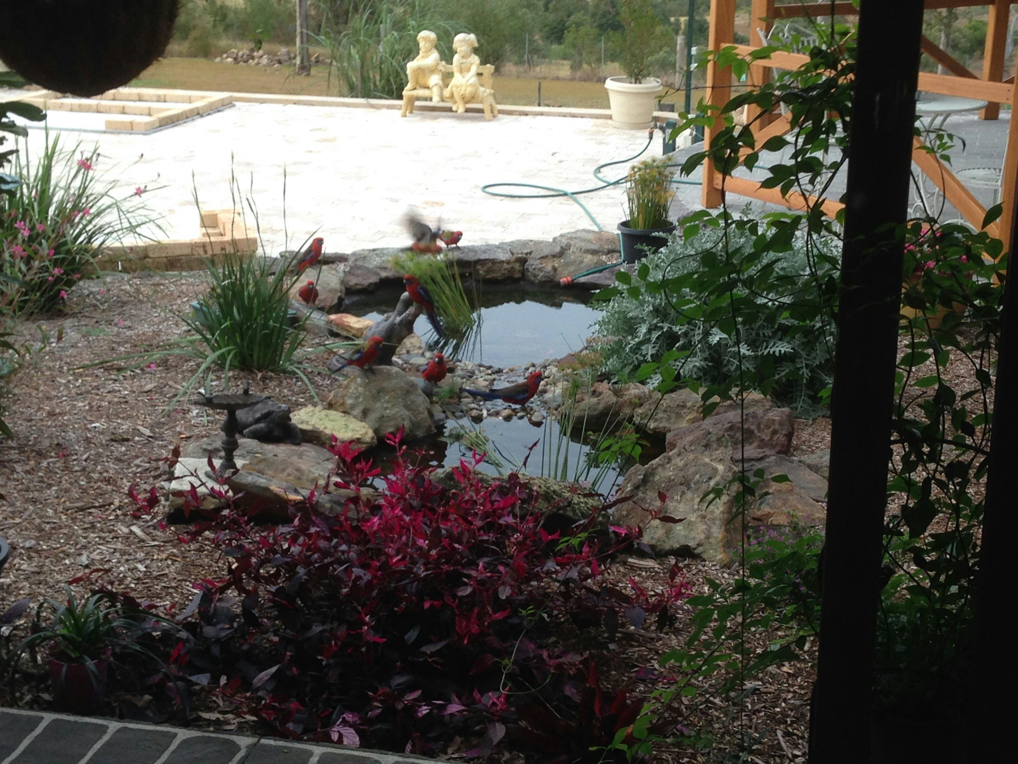 Crimson Rozzellas washing