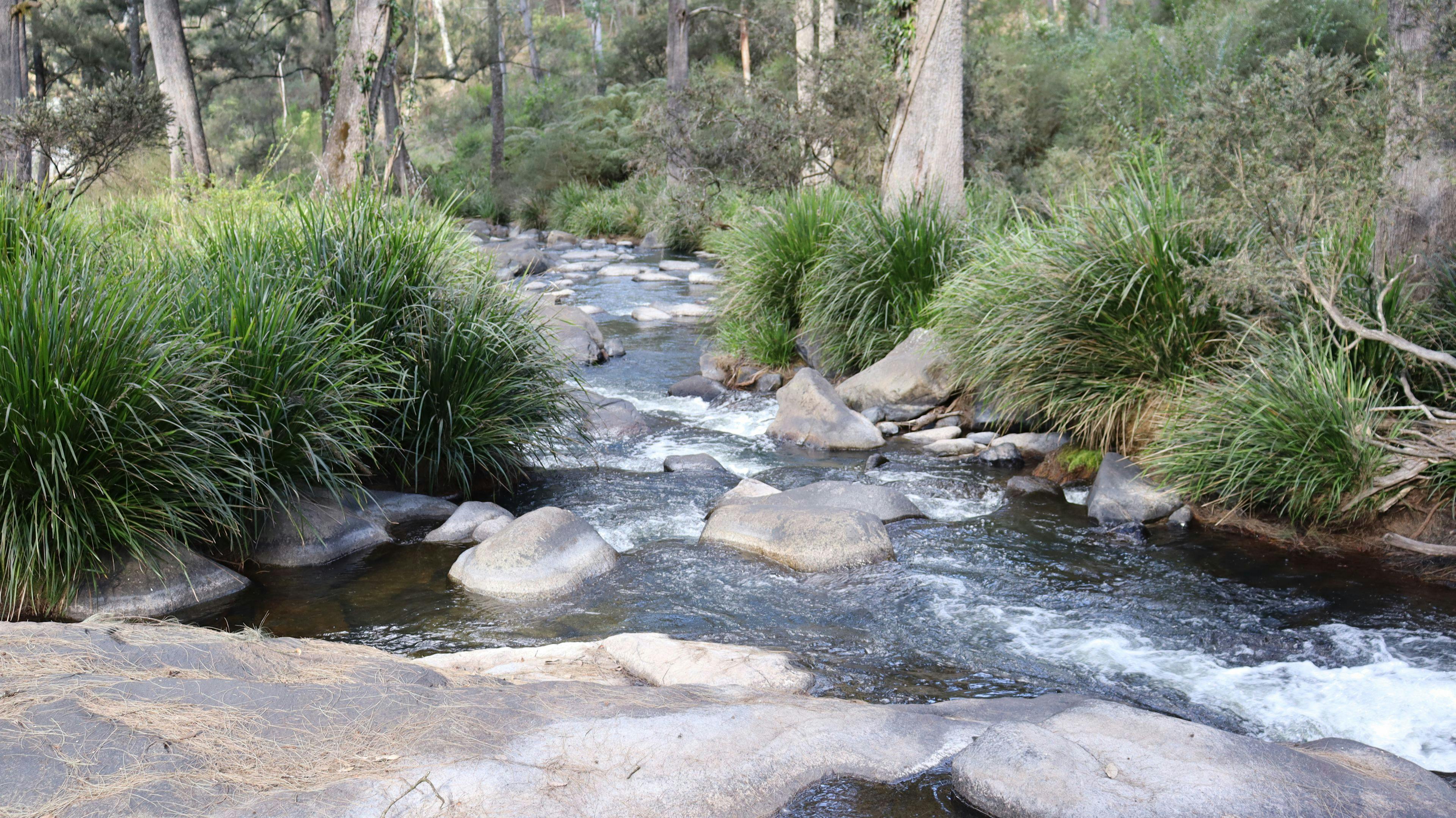 Blicks River Camping