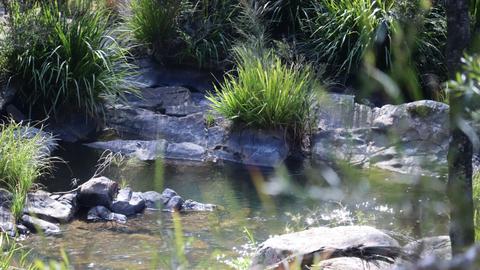 Blicks River Camping