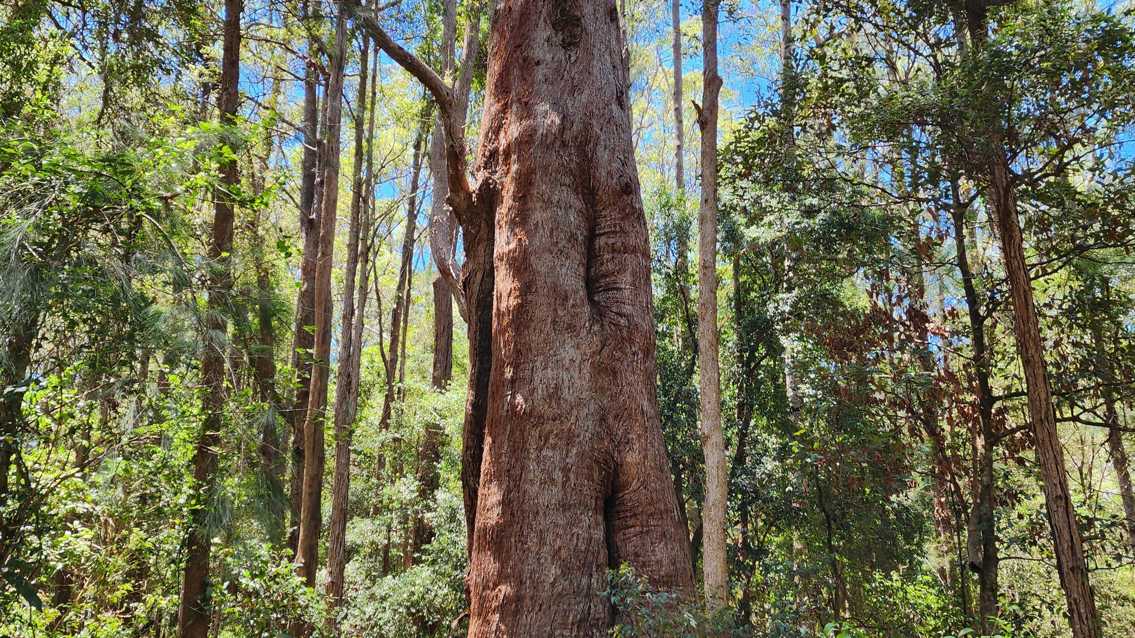 Bonville Camp Ground