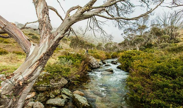Dead Horse Gap walking track