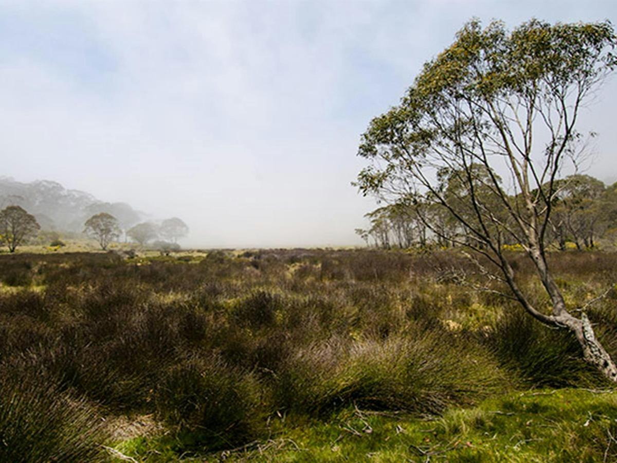 Black Swamp campground, Barrington Tops National Park. Photo: John Spencer/NSW Government