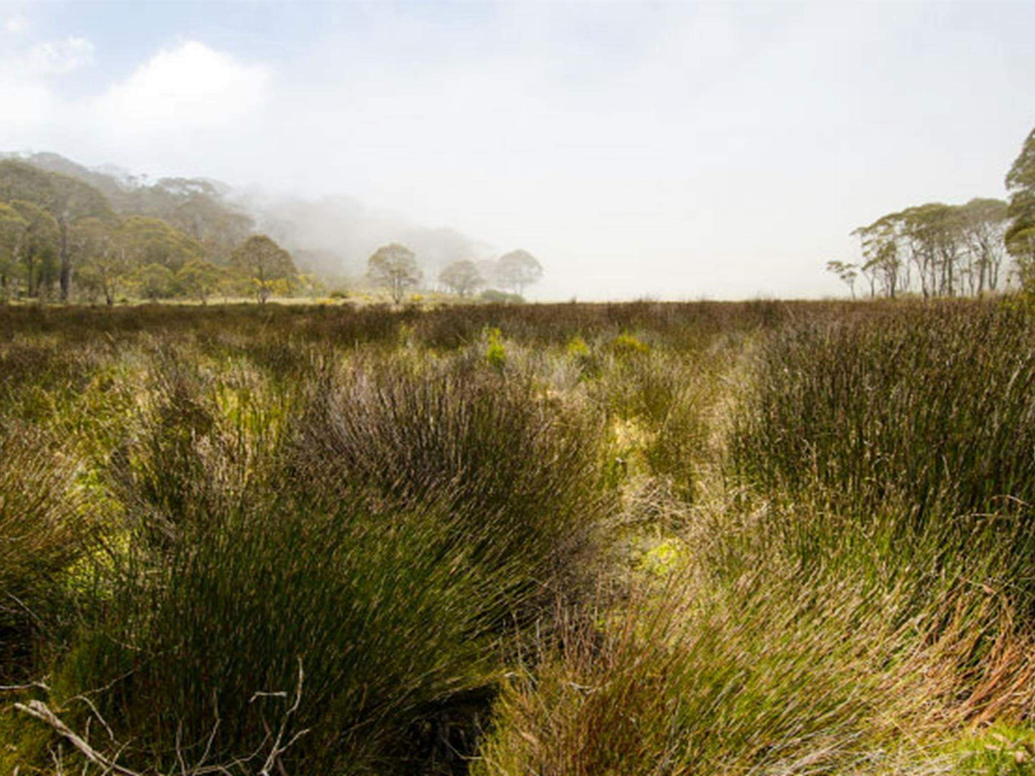 Black Swamp campground, Barrington Tops National Park. Photo: John Spencer/NSW Government