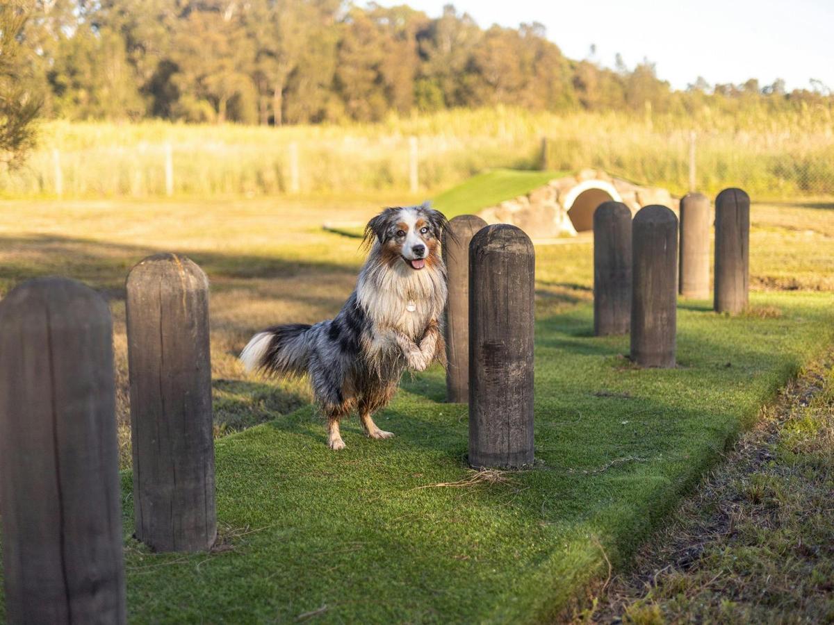 Dogs welcome