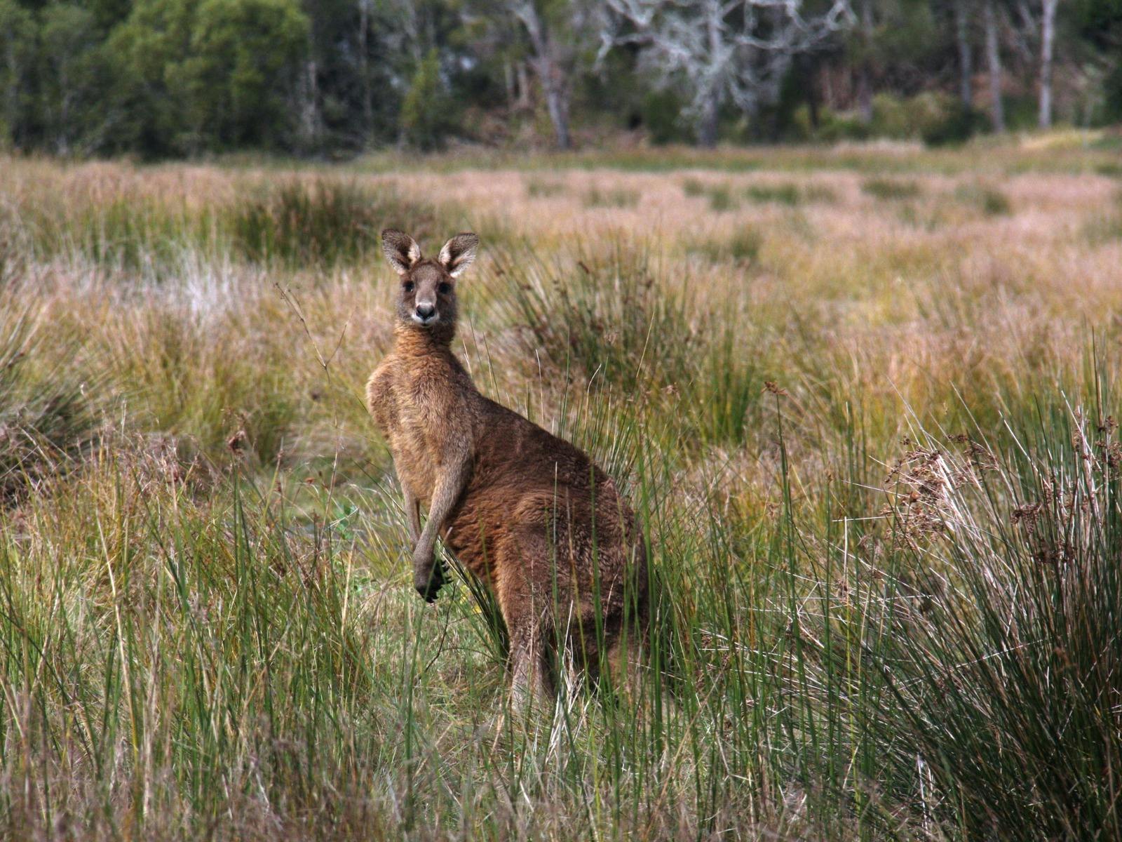Kangaroos and wildlife