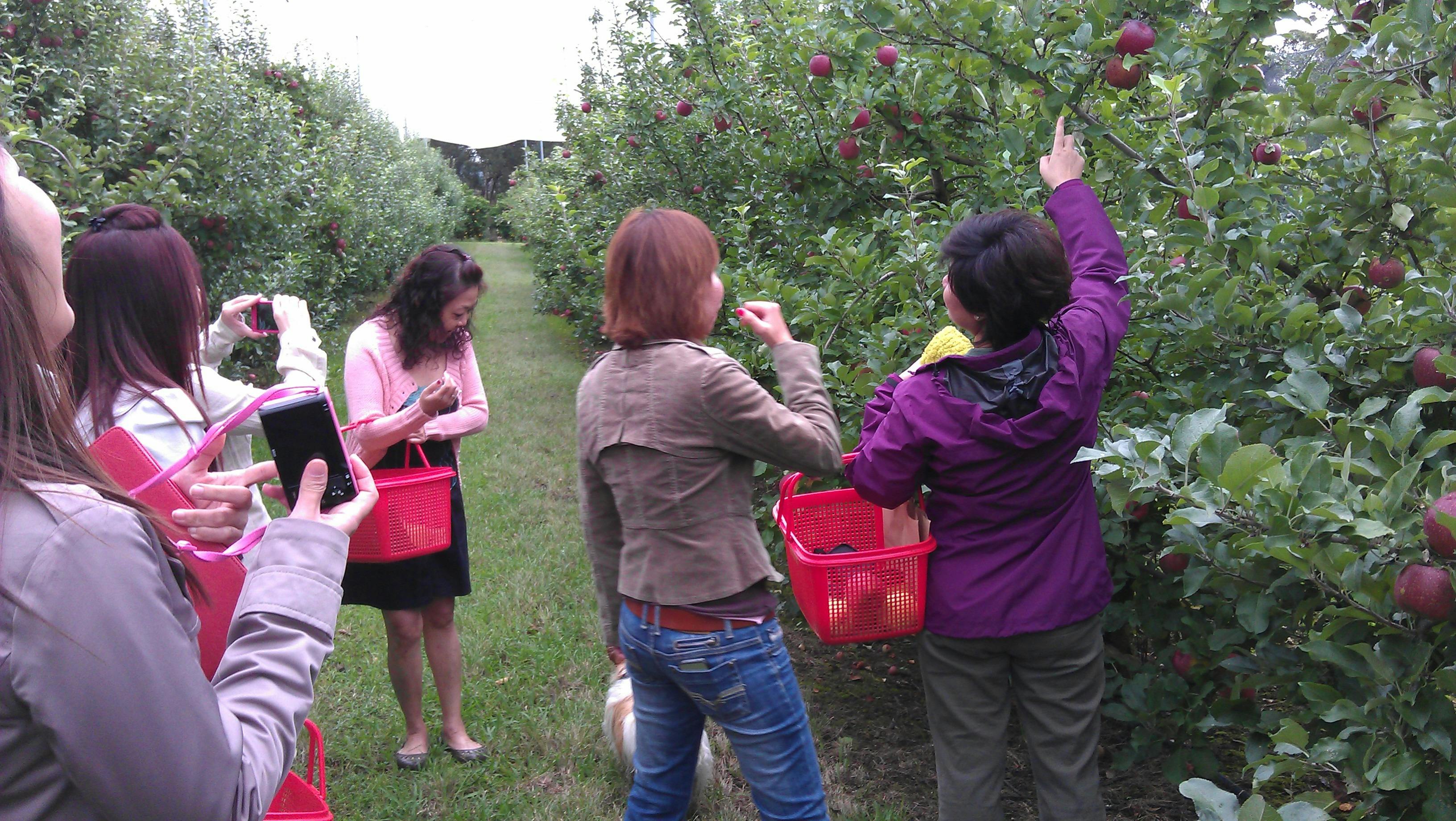 Fruit picking in Bilpin