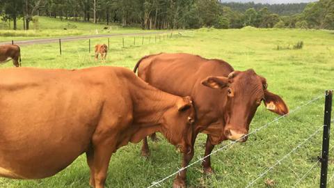 Bonalbo Wilderness Retreat