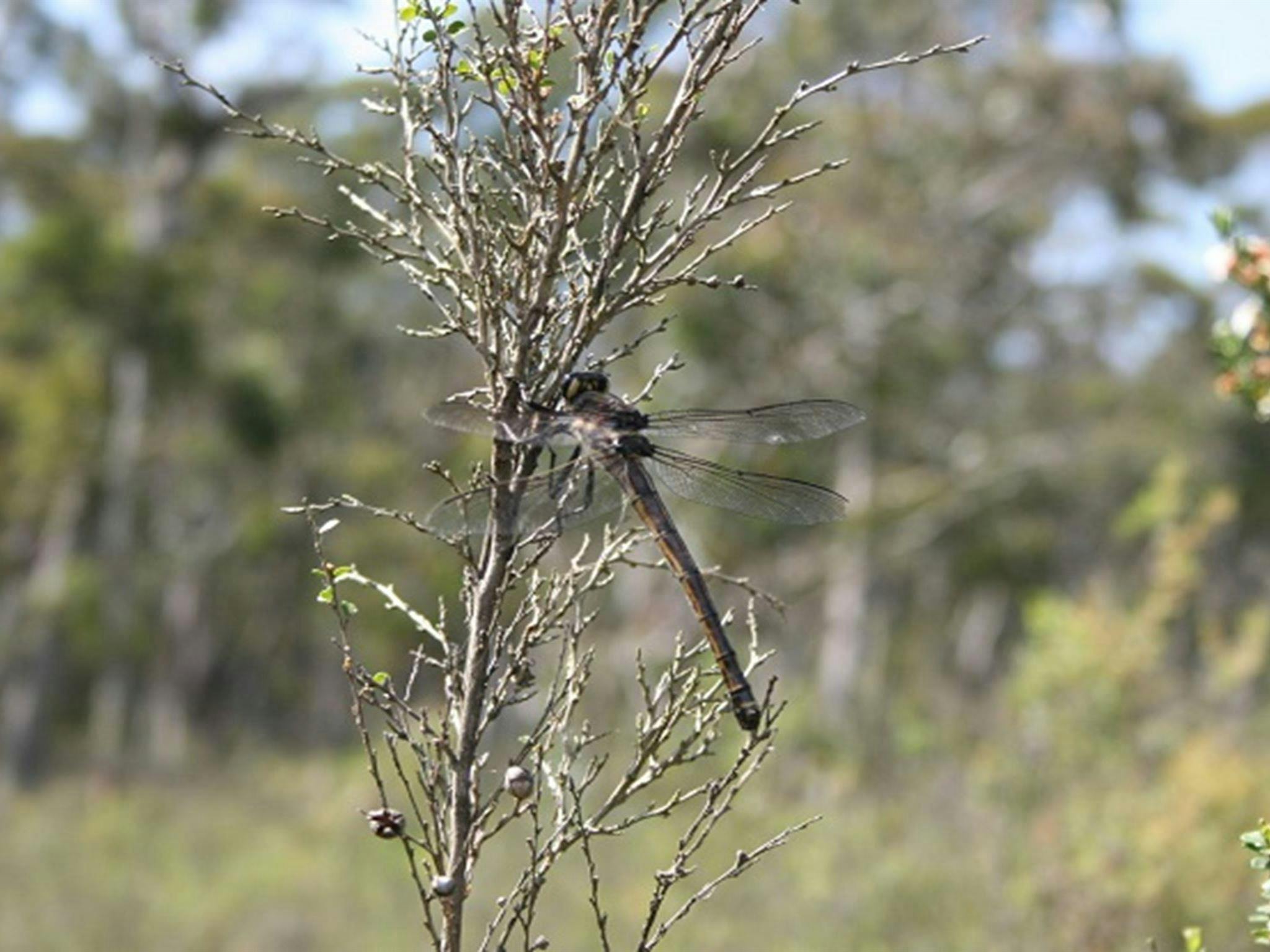 Giant dragonfly on tea tree, Blue Mountains National Park. Photo: Huw Evans/OEH