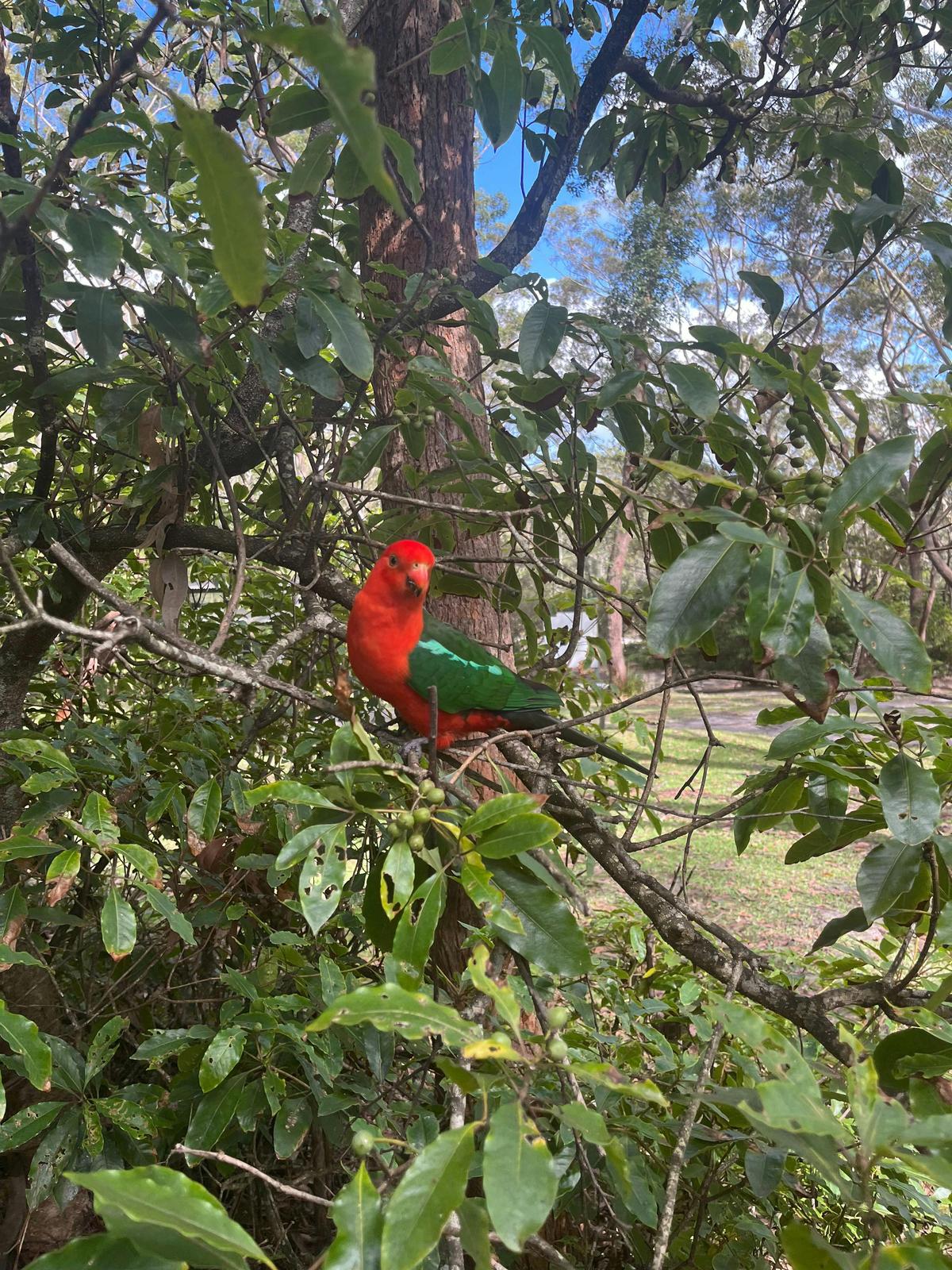 Green Patch Wildlife