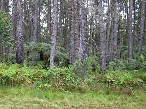 Daisy Plains picnic area