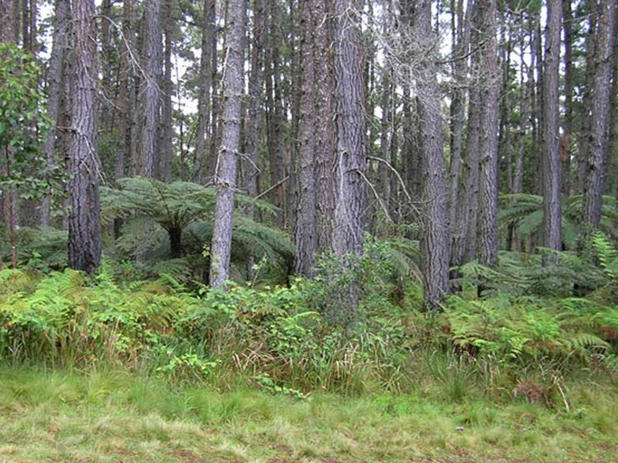 Daisy Plains picnic area, Carrai National Park. Photo: NSW Government