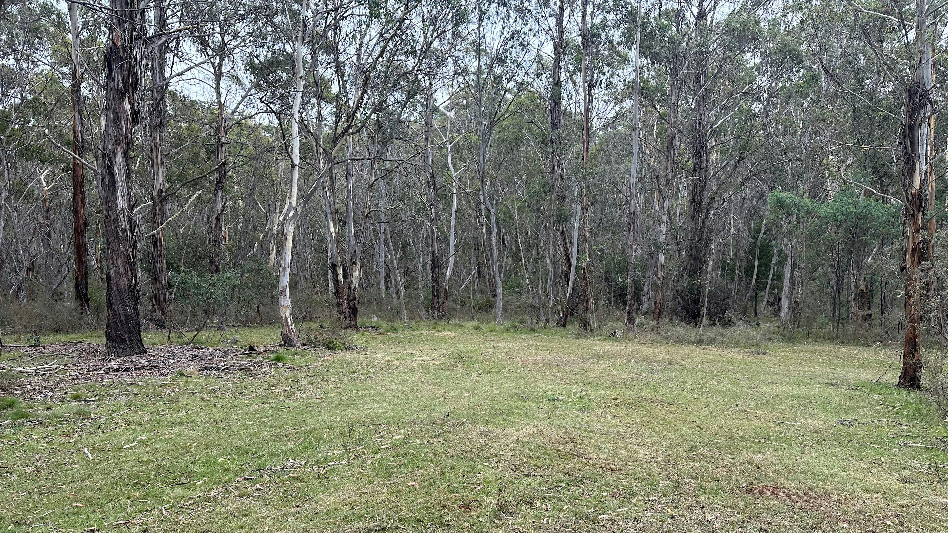 Brown Mountain Serenity