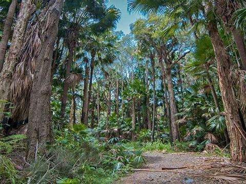 Mungo Brush Rainforest walking track near Brambles Green campground, Myall Lakes National Park.