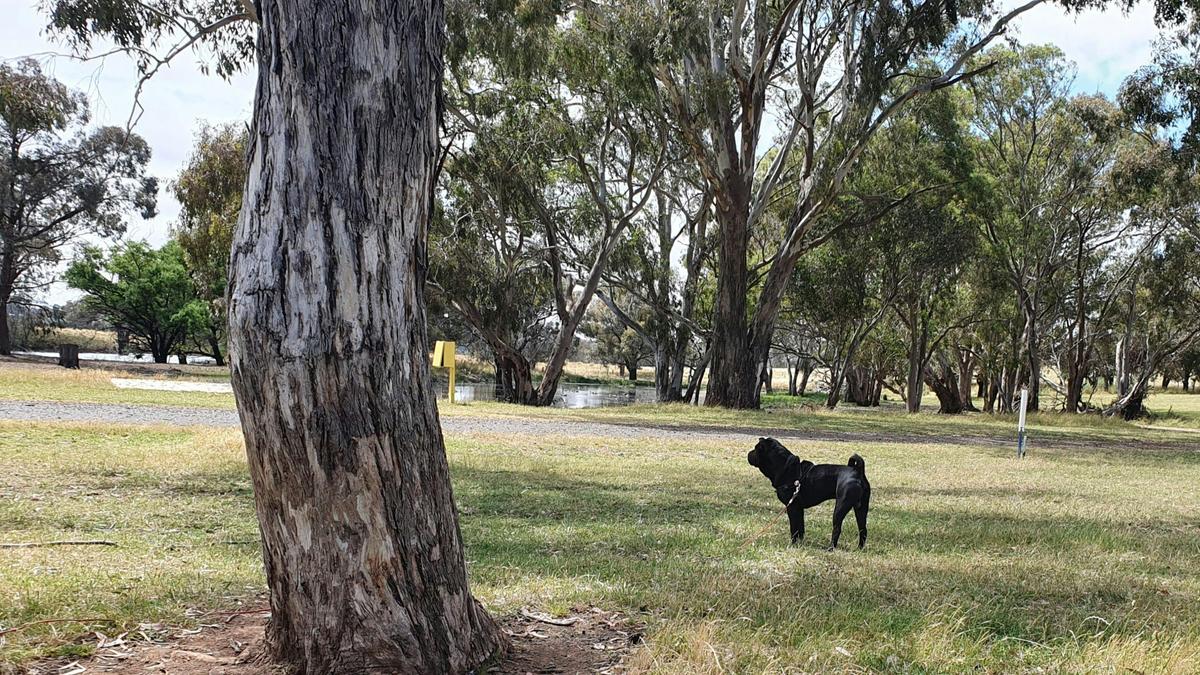 Dogs are ok but must be leashed.