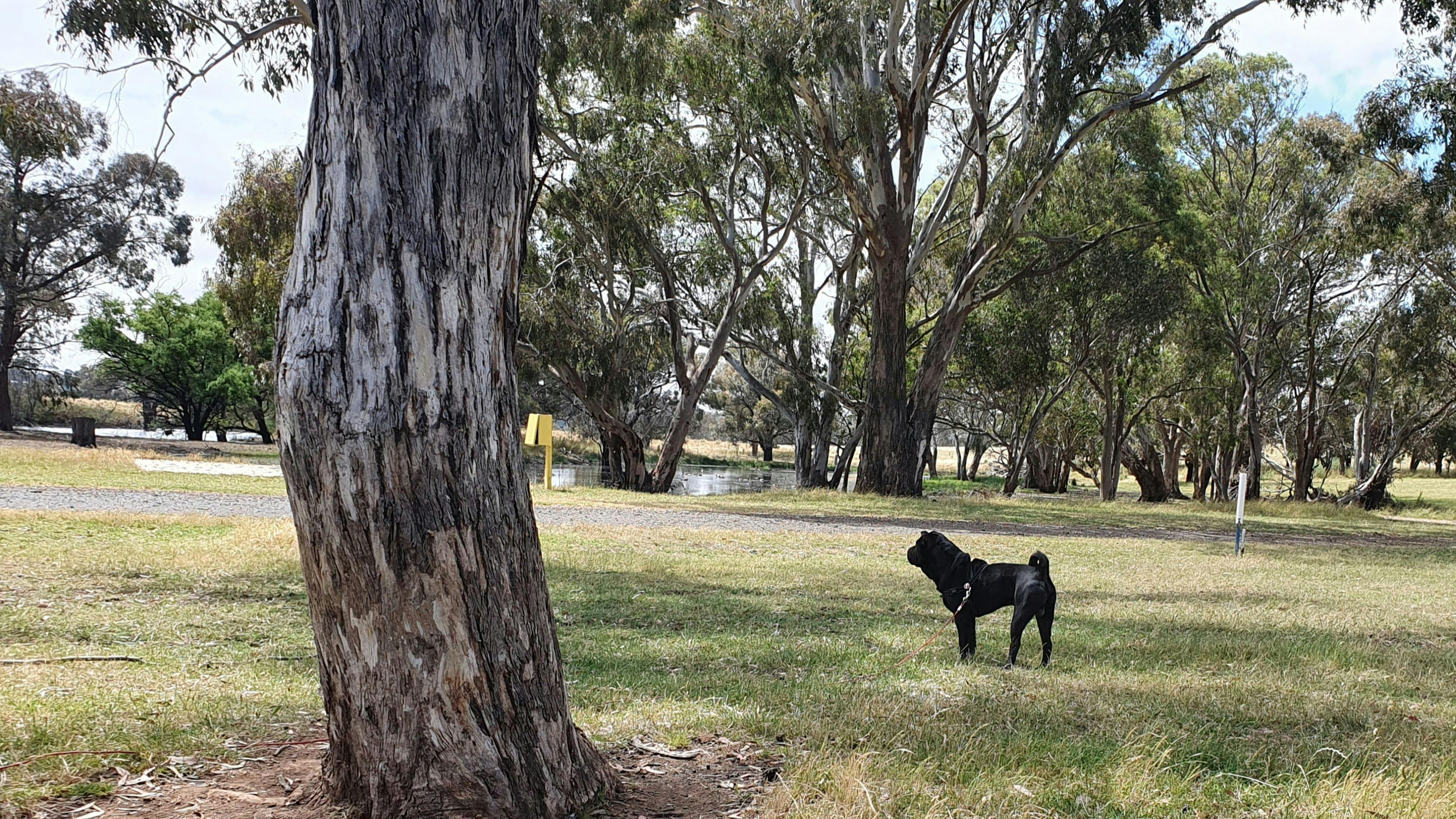 Dogs are ok but must be leashed.