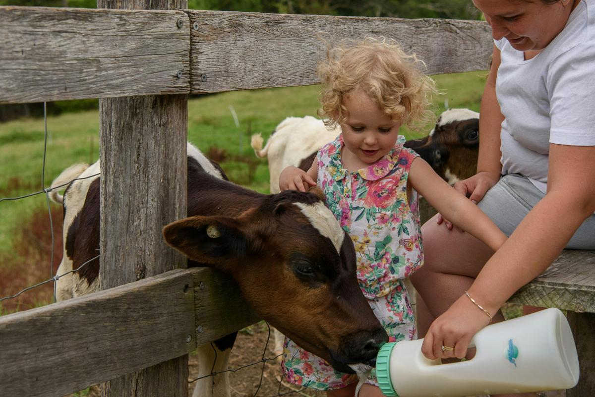 Bottle feed calves at 10am and 4pm
