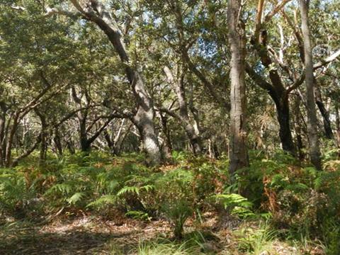 Blackbutt picnic area