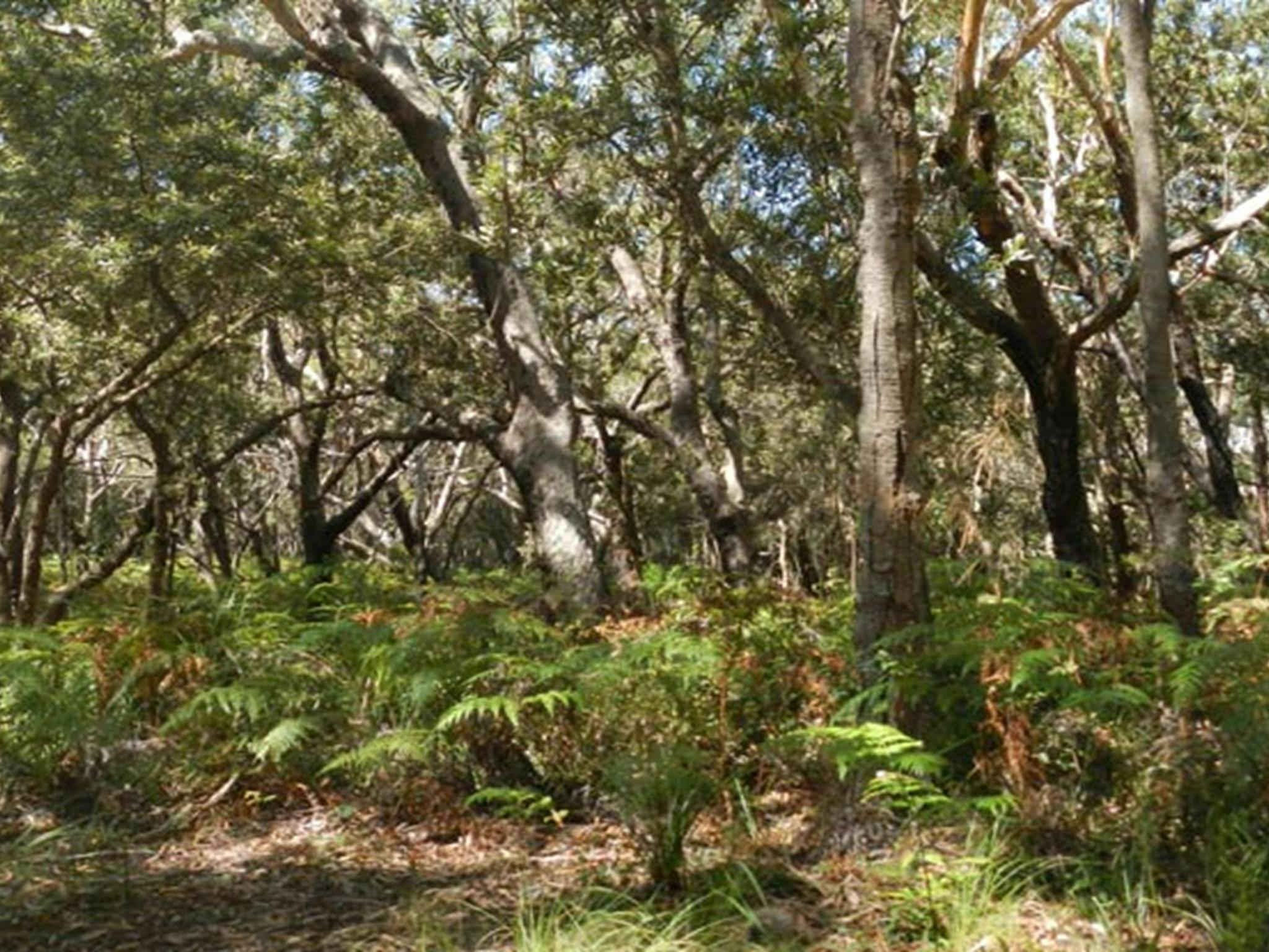 Blackbutt picnic area, Crowdy Bay National Park. Photo: Debby McGerty &copy; OEH