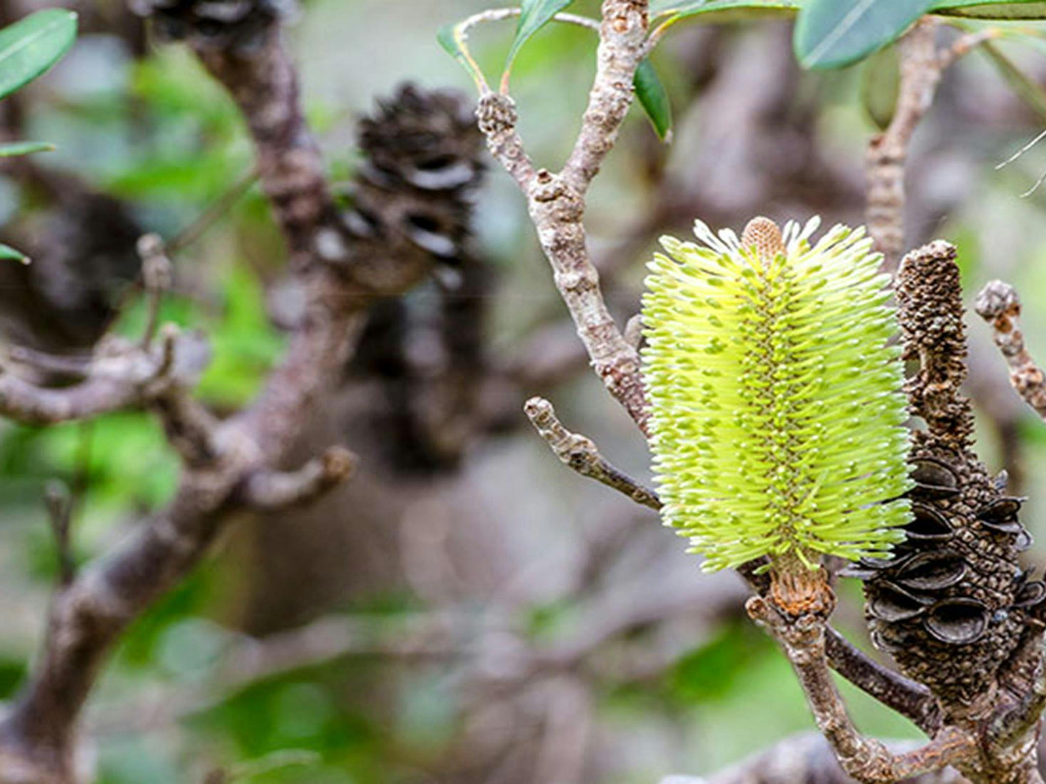 Banksia and spent seed heads in Crowdy Bay National Park. Photo: John Spencer &copy; DPIE