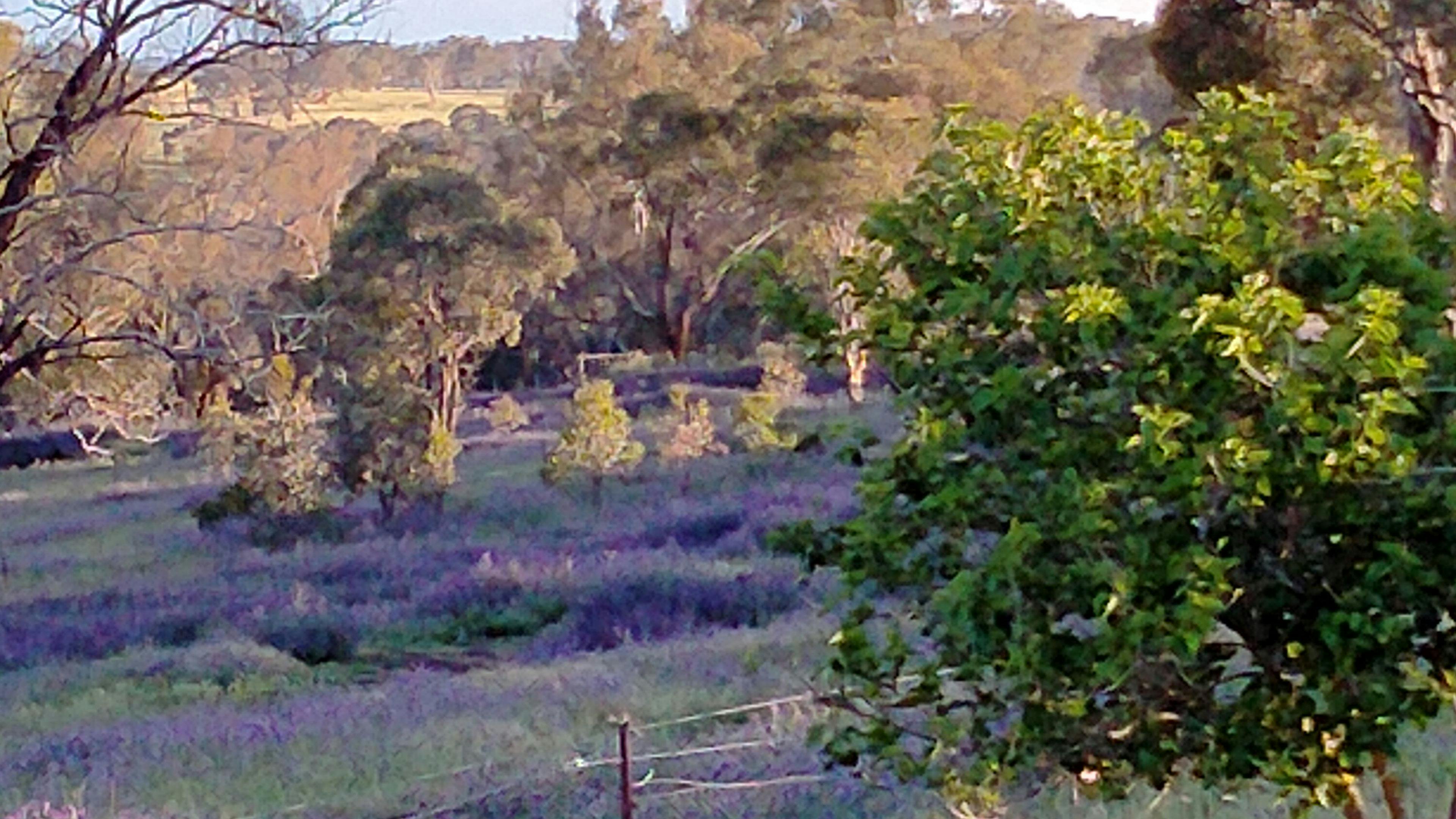 Riverina Blue Bell.
