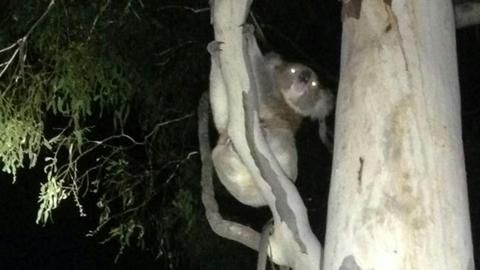 Burranuk Farm, Bathurst, NSW.