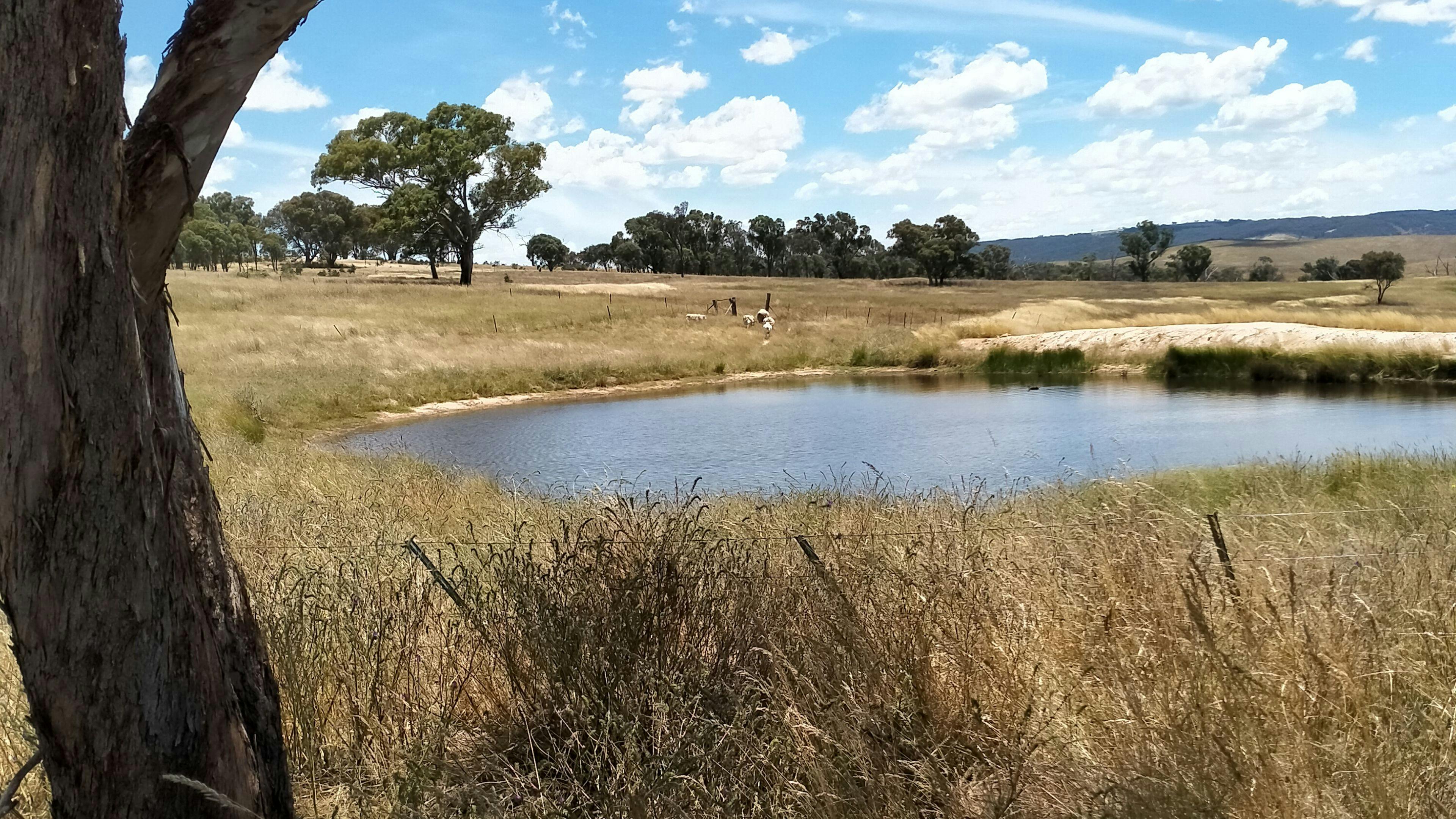 One of seven dams, ideal for Yabbys.