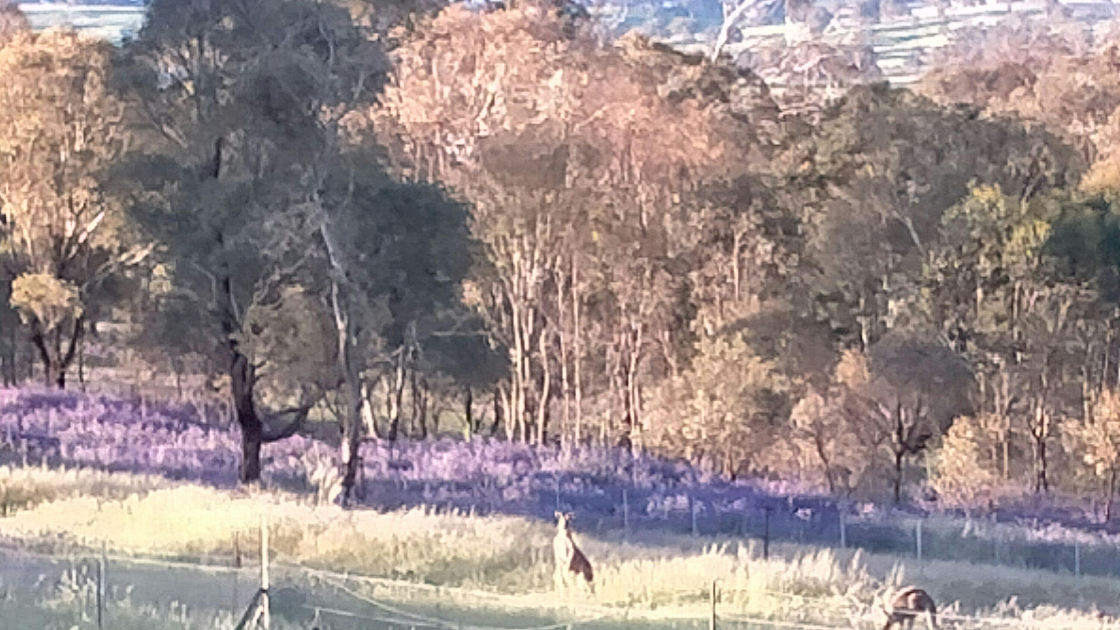 Eastern Grey Kangaroo.