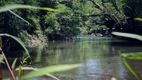 Bunya Farm Bellingen