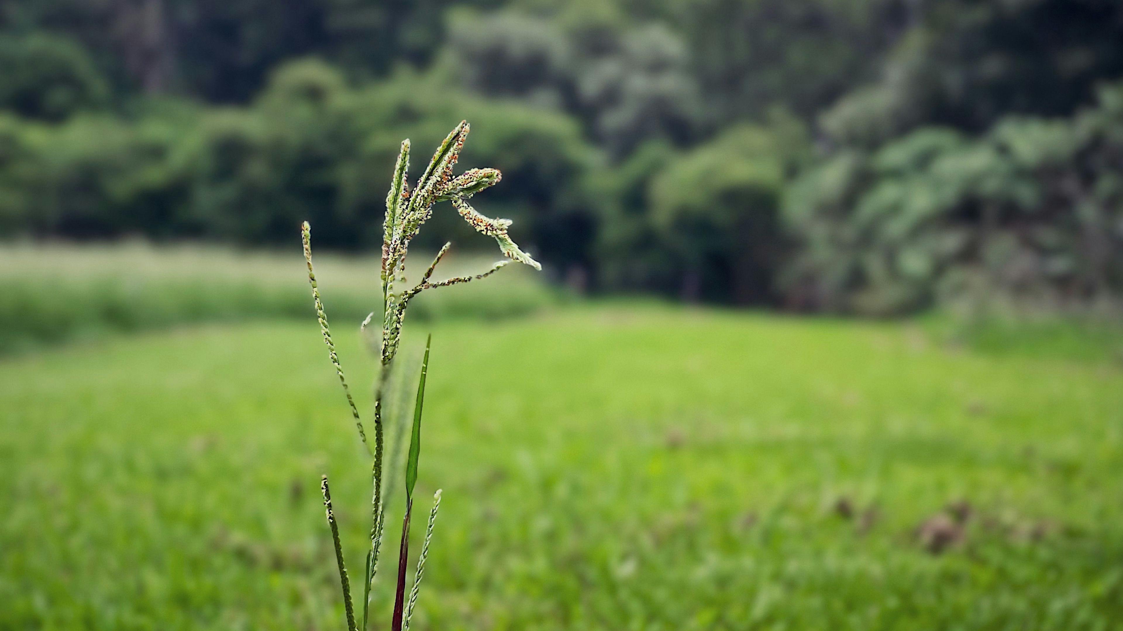 The grass is growing fast!

