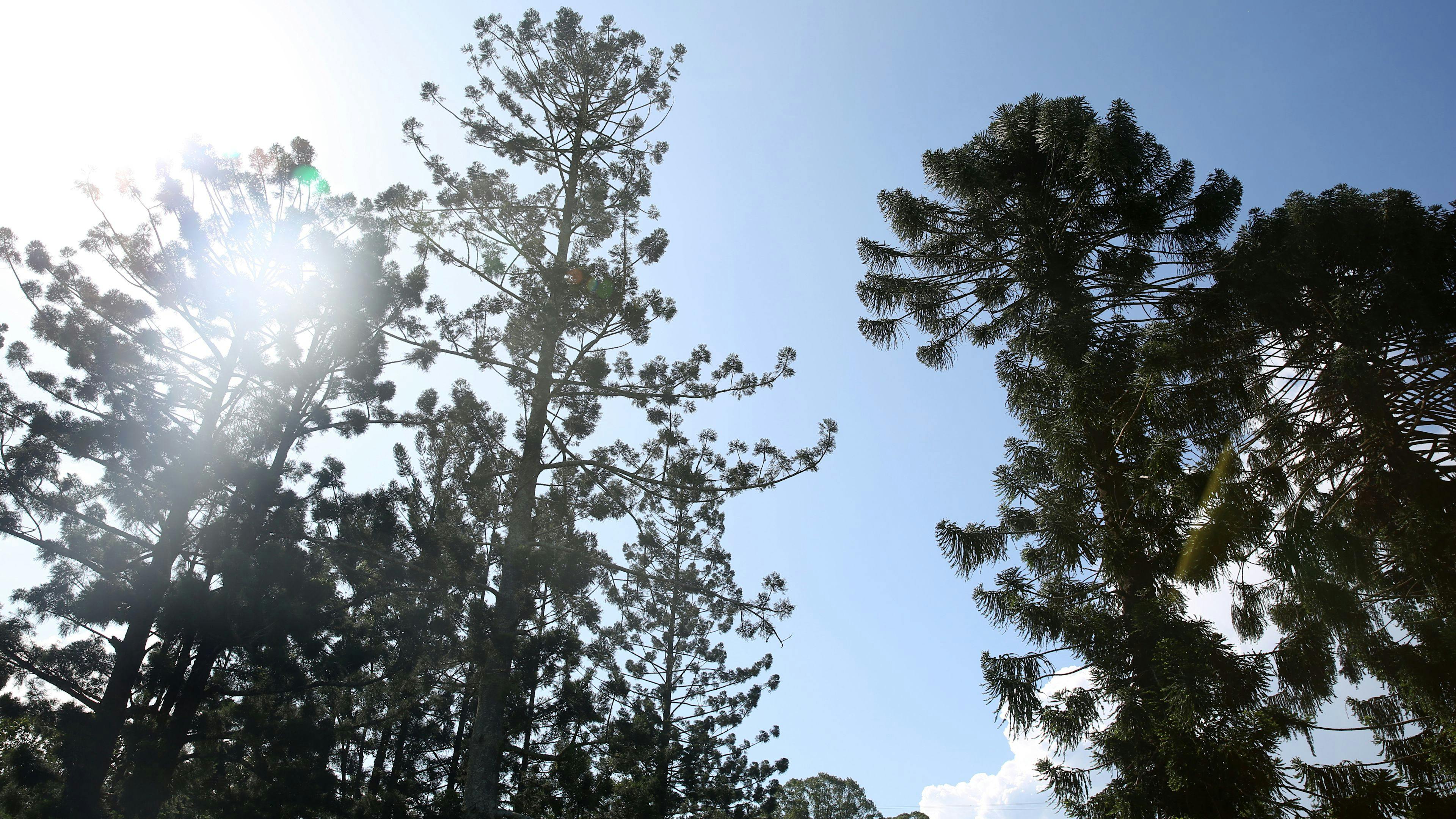 Bunya trees at the front of the property