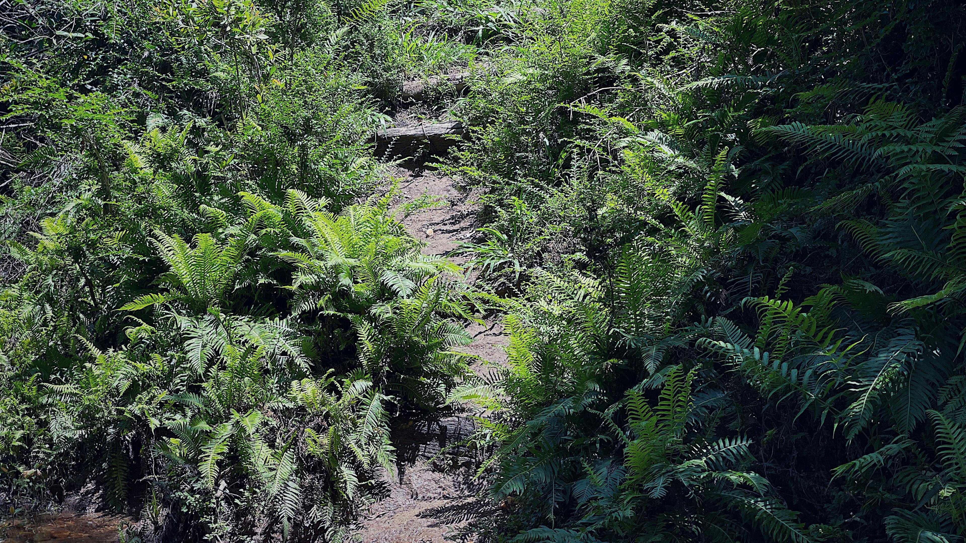 Steps down to the river from the campsite