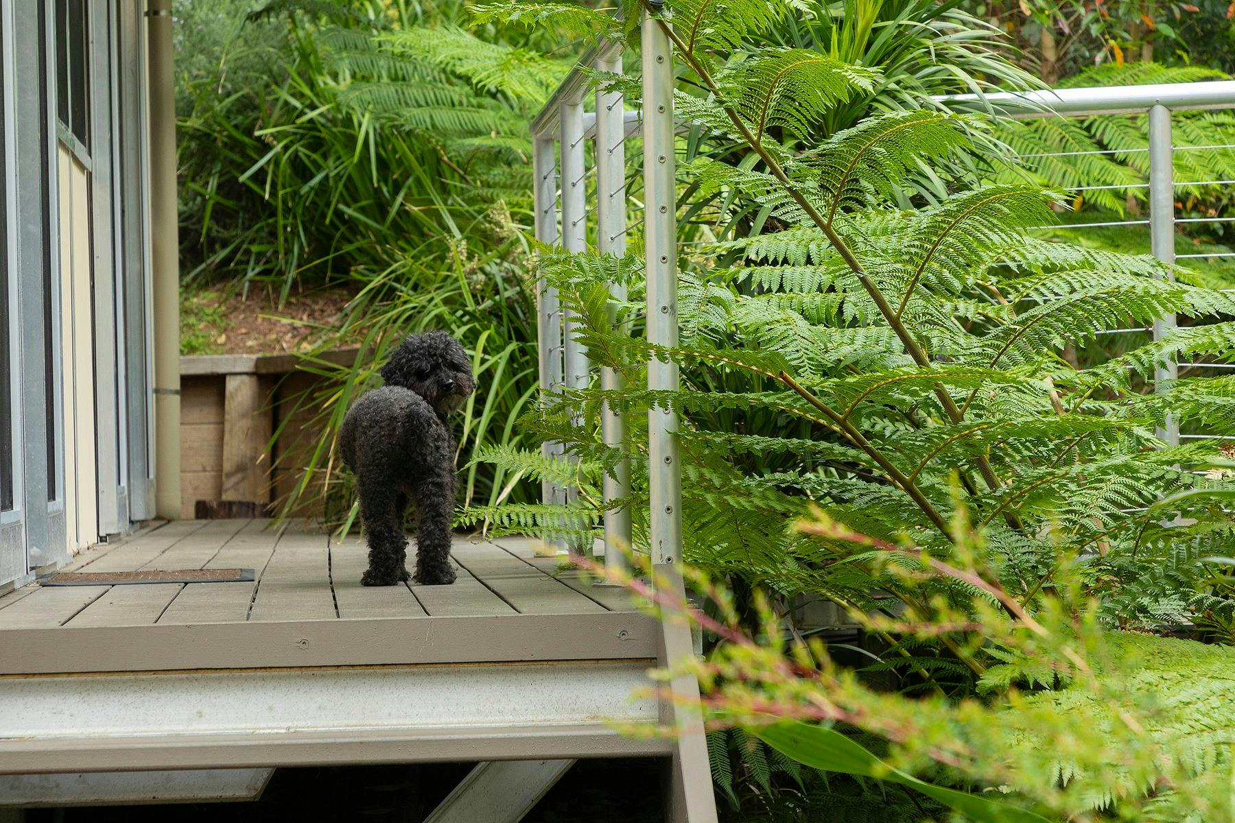 our house is pet friendly