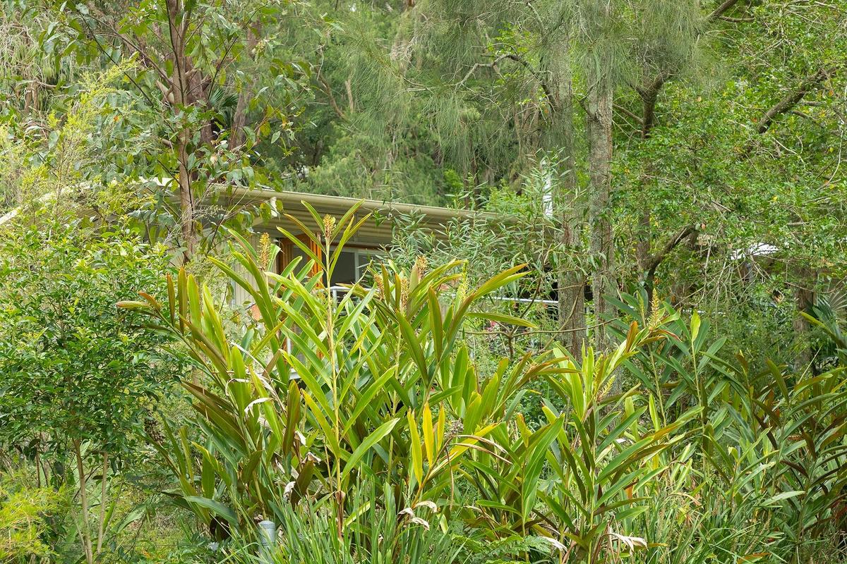 The house surrounded by bush