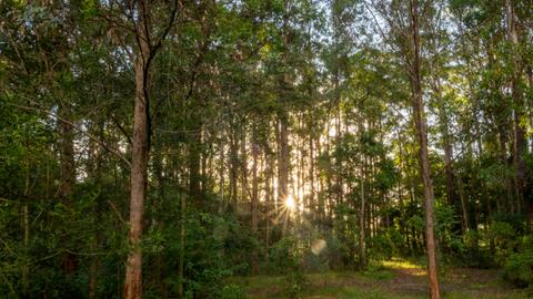 Bunyip's Camp