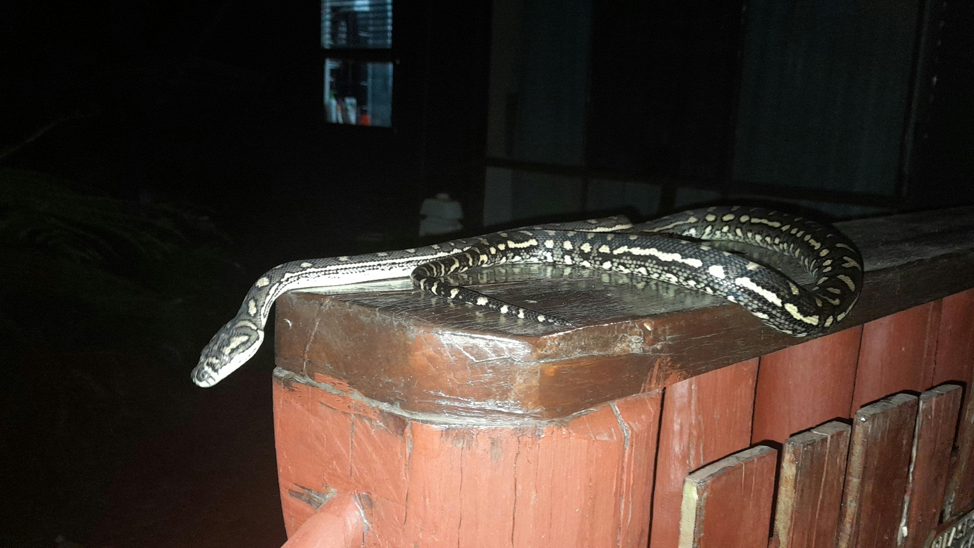 DIAMOND PYTHON 
ONE OF THE LOCALS