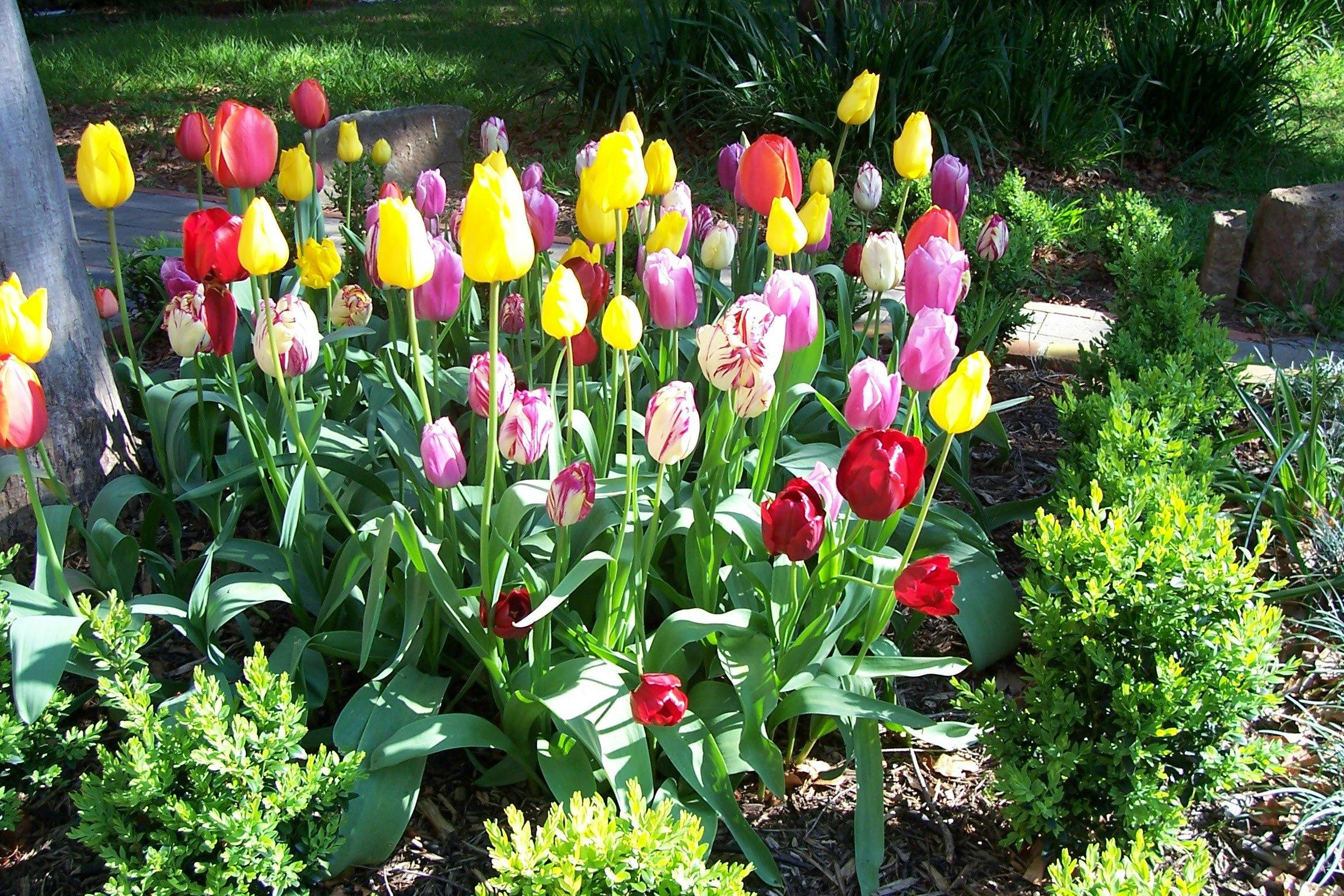 Tulips