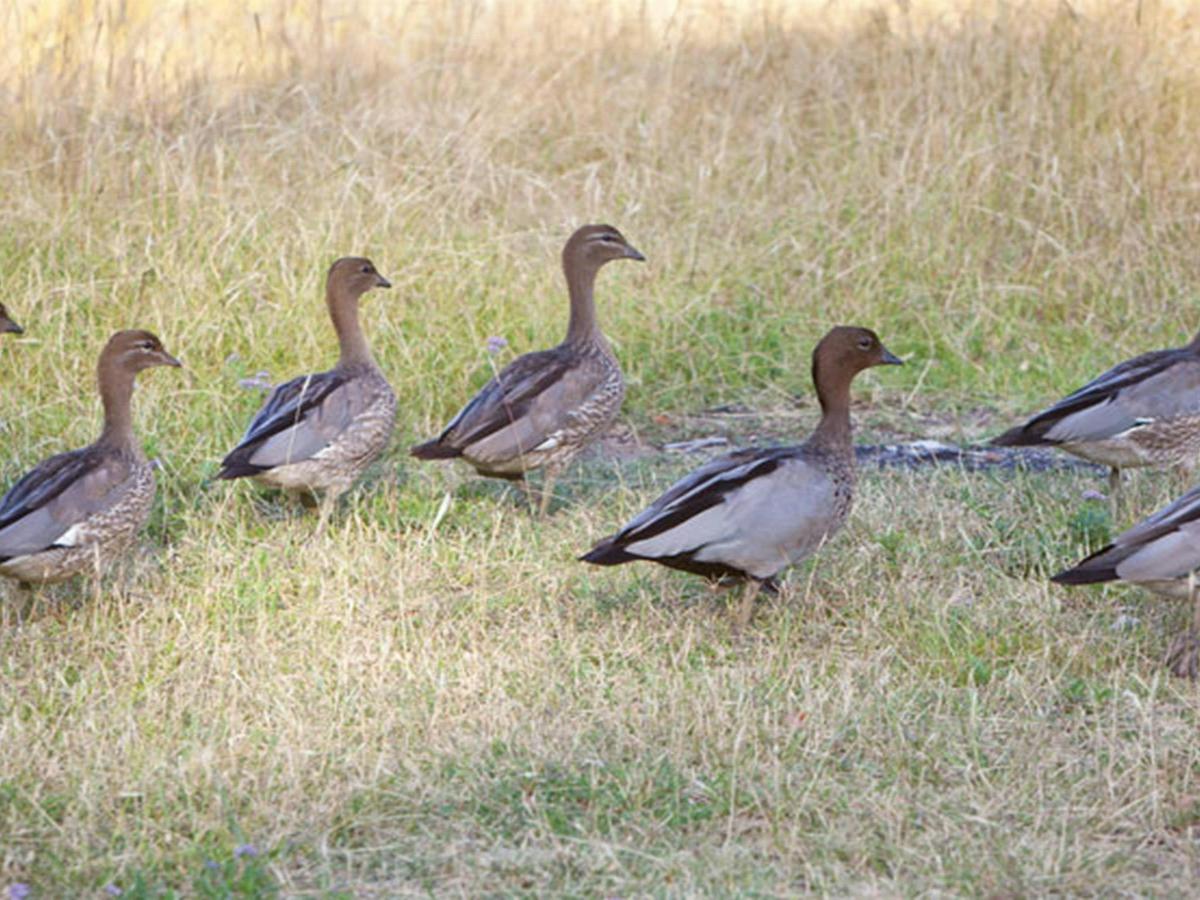 Camp Wambelong, Warrumbungle National Park. Photo: Rob Cleary/DPIE