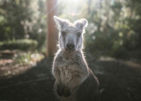 Carawirry Forrest Escape