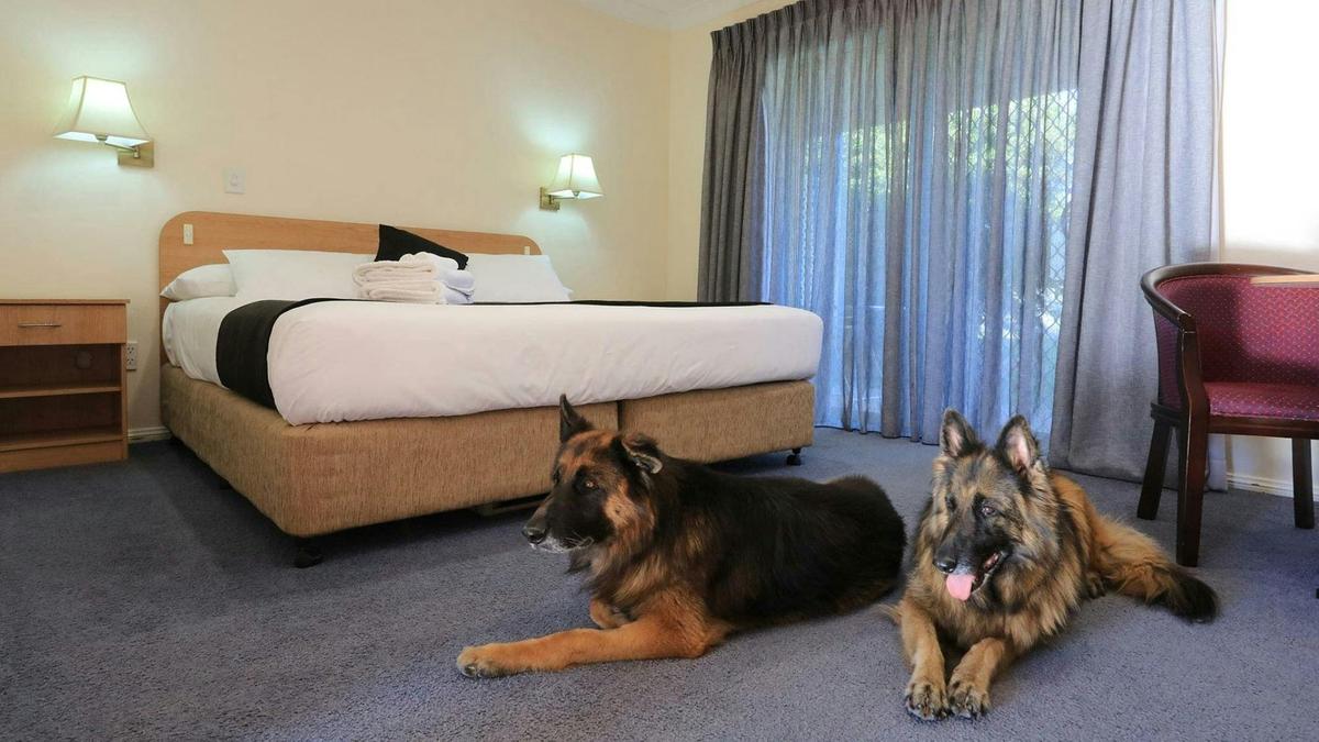 Pet Friendly