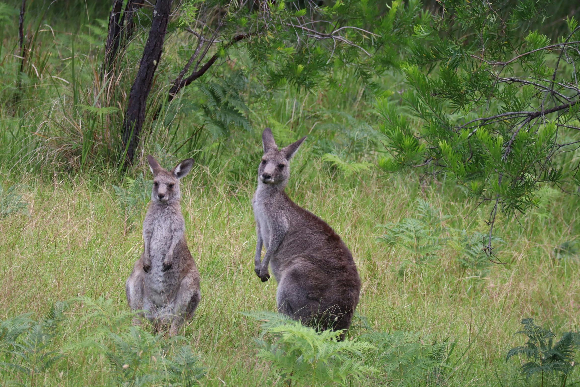 Local kangaroos!